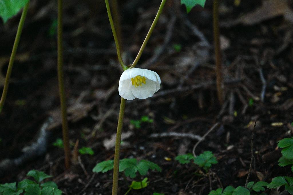2025-05117914 Mount Auburn Cemetery, MA.JPG - Mayapple. Mount Auburn Cemetery, MA, 5-11-2025